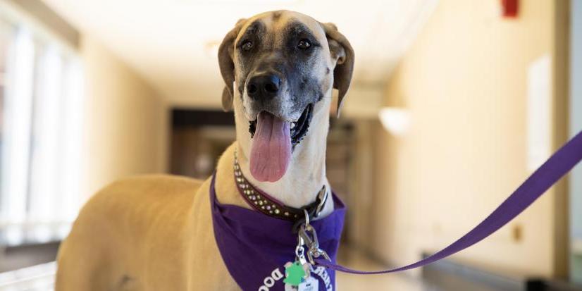 A Tail-Wagging Comeback | Altru's Therapy Dogs